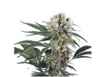 Soma Seeds