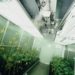 Legal High Pflanzenzucht