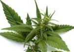 Legal Highs - erster Coffeeshop in Deutschland