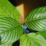 Kratom selber anbauen Kratom selber anbauen